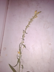 Linaria acutiloba