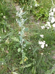 Chenopodium album
