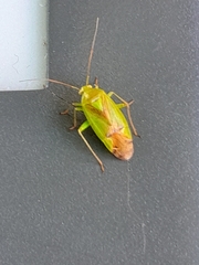 Neolygus contaminatus