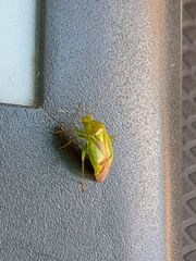 Neolygus contaminatus