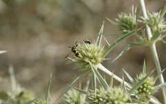 Euodynerus variegatus