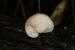 Lentinellus pulvinulus