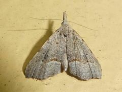 Trigonistis asthenopa