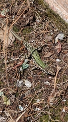 Podarcis muralis