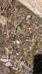 Podarcis muralis