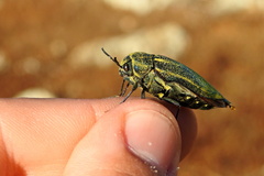 Julodis armeniaca cypria