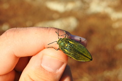 Julodis armeniaca cypria