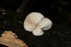 Lentinellus pulvinulus