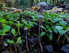 Laccaria masoniae