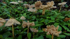 Laccaria masoniae