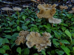 Laccaria masoniae