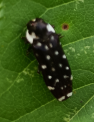 Coraebus leucospilotus