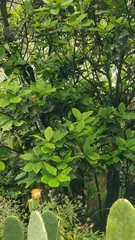 Laurus novocanariensis image