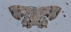 Dysaethria plicata