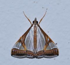 Agrioglypta eurytusalis