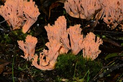 Ramaria anziana