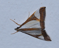 Agrioglypta eurytusalis