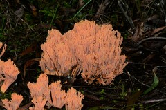 Ramaria anziana