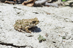 Bufotes cypriensis