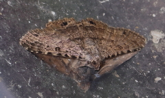 Diatenes aglossoides