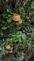 Chromosera