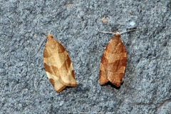 Pandemis cinnamomeana
