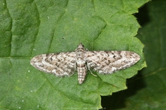 Eupithecia nanata