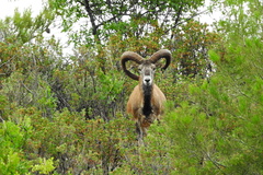 Ovis gmelini ophion