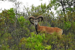 Ovis gmelini ophion