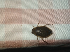 Diplonychus rusticus