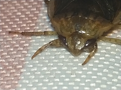 Diplonychus rusticus