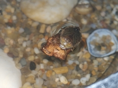 Diplonychus rusticus