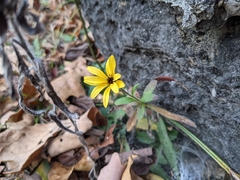 Rudbeckia missouriensis