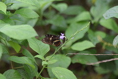 Heliconius atthis