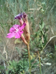 Dianthus borbasii