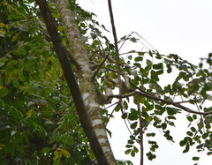 Phyllomyias griseiceps