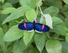 Heliconius erato cyrbia