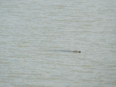 Crocodylus niloticus