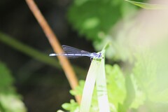 Coenagrion puella