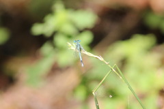 Platycnemis pennipes