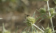 Euodynerus variegatus