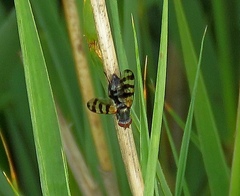 Ceroxys