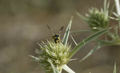 Euodynerus variegatus