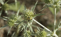 Euodynerus variegatus