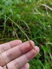 Carex brachyanthera