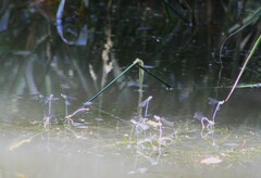 Coenagrion puella