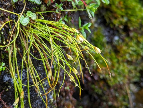 Juncus maximowiczii iNat (3)