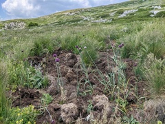 Allium rotundum jajlae