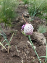 Allium rotundum jajlae
