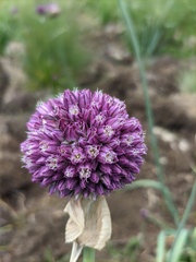 Allium rotundum jajlae